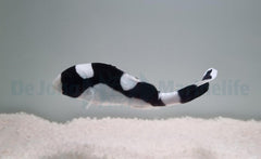 Plectorhinchus picus