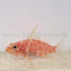 Plectranthias inermis