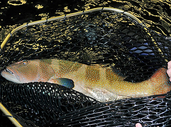 Plectropomus laevis