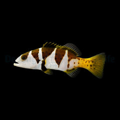 Plectropomus laevis