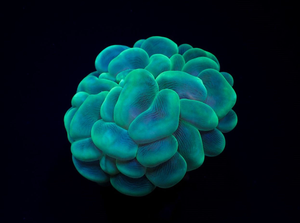 Plerogyra sinuosa (Green)