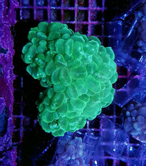 Plerogyra sinuosa (Green) (Premium)