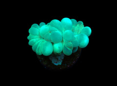 Plerogyra turbida (Frag)