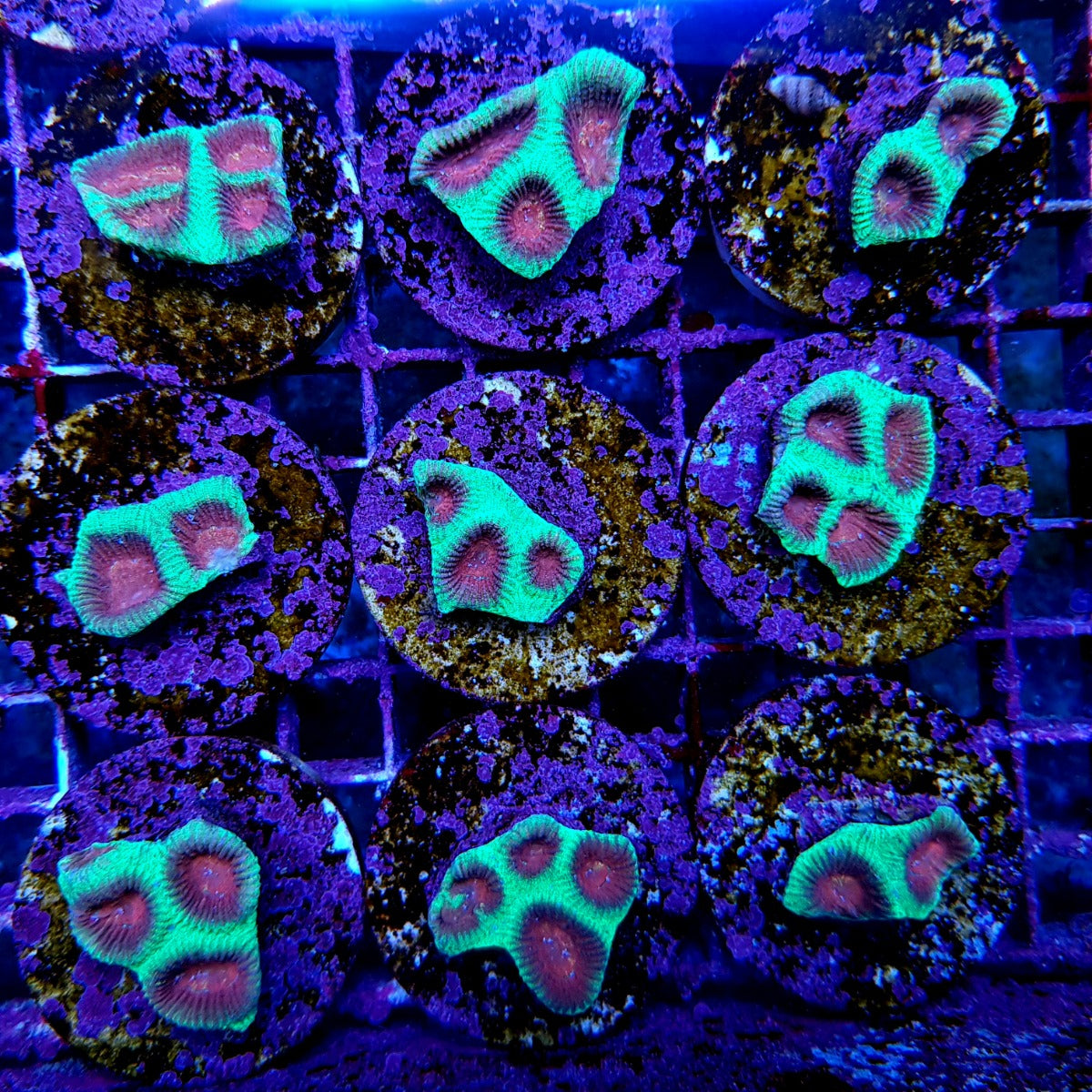 Plesiastrea spp. (Premium) (frag)