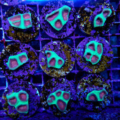 Plesiastrea spp. (Premium) (frag)