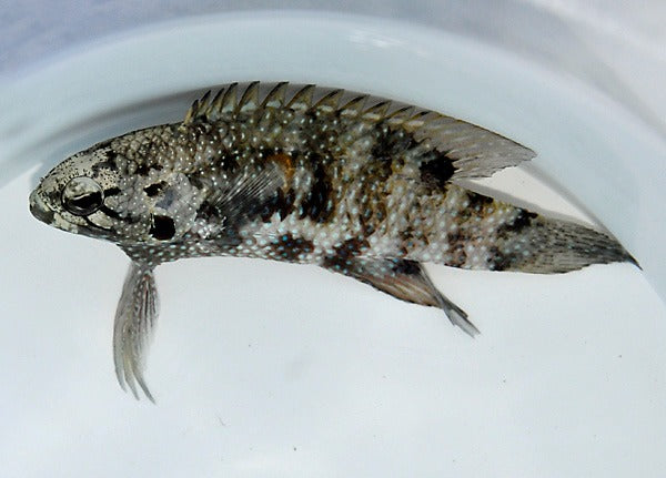 Plesiops corallicola