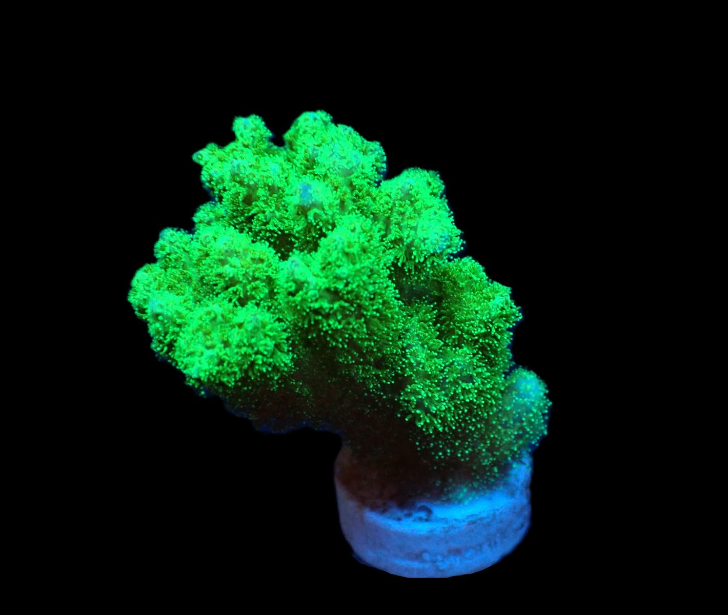 Pocillopora damicornis (Yellow-Green) (frag)
