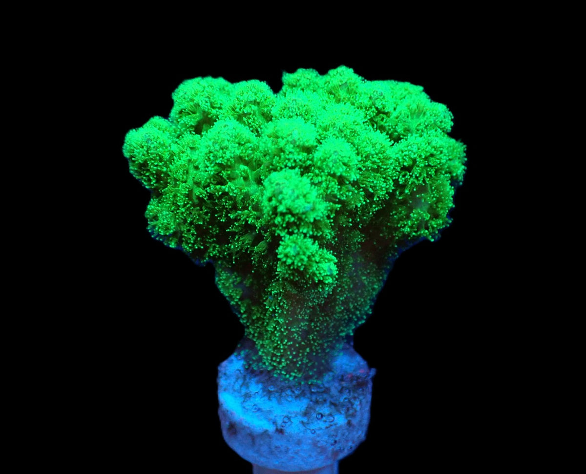 Pocillopora damicornis (Yellow-Green) (frag)