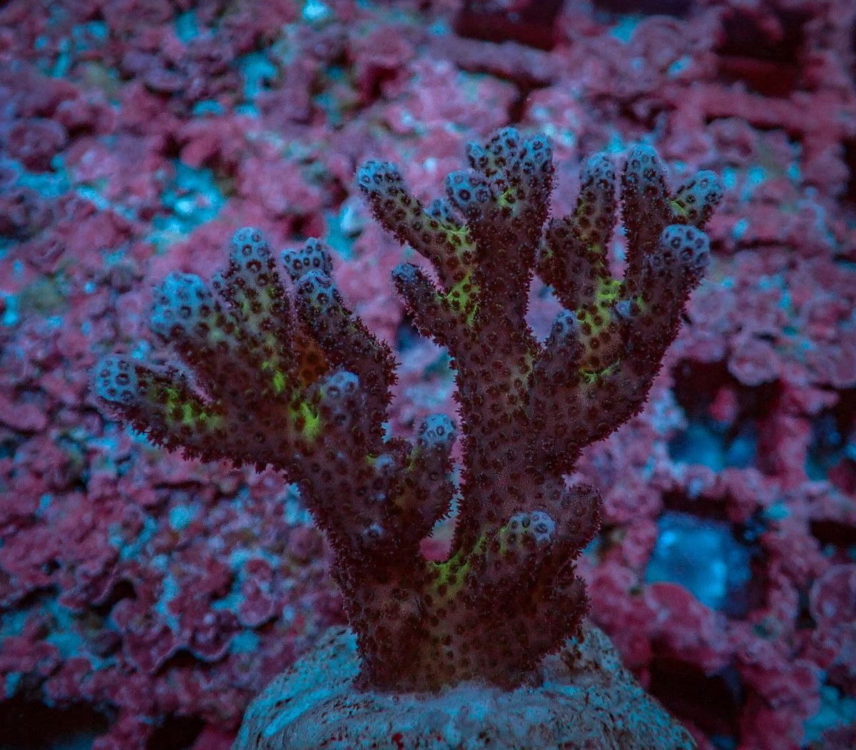 Pocillopora damicornis (Pink) (frag)