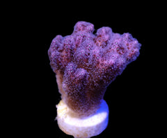 Pocillopora damicornis (Pink) (frag)