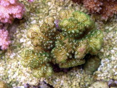 Pocillopora damicornis (Yellow-Green)