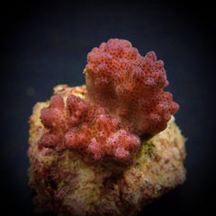 Pocillopora verrucosa (Pink) (frag)