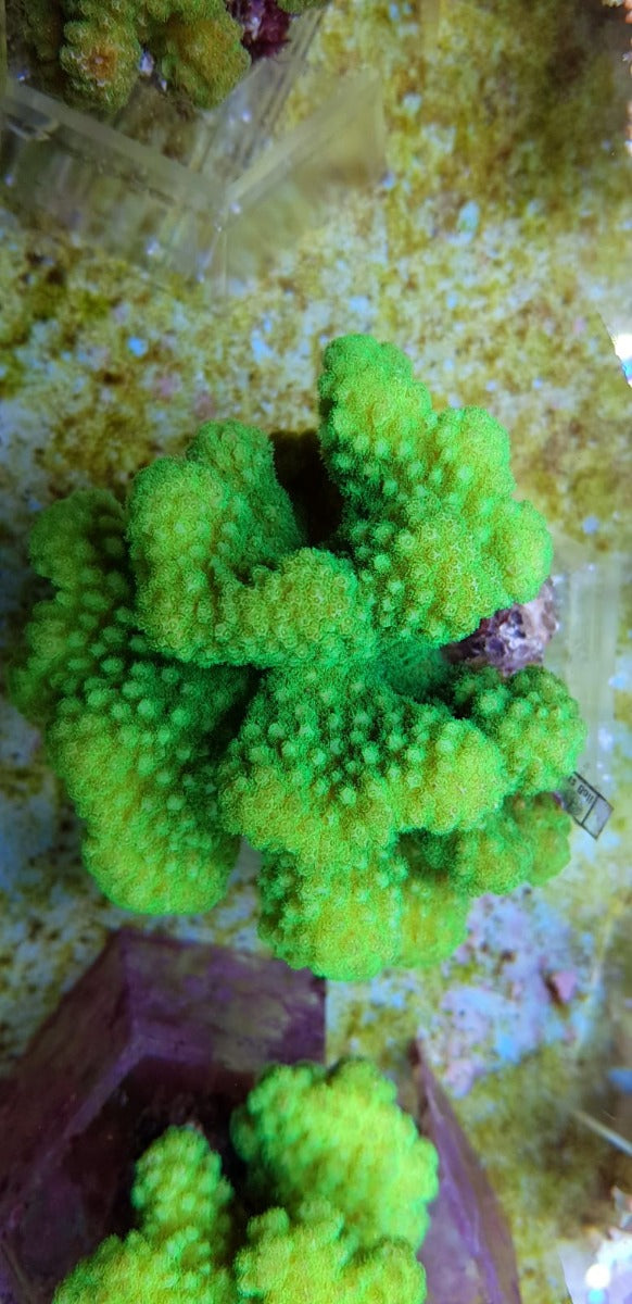 Pocillopora verrucosa (Yellow-Green)