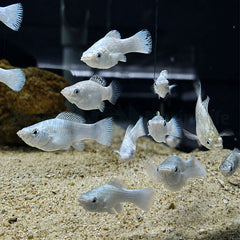 Poecilia latipinna