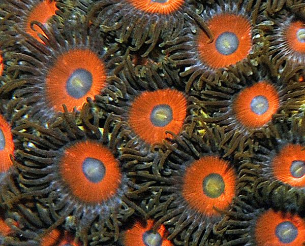Zoanthus Colored (Premium Grade)