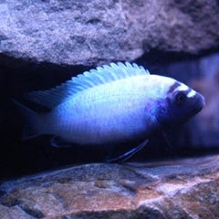 Pseudotropheus polit 3,5-4 cm