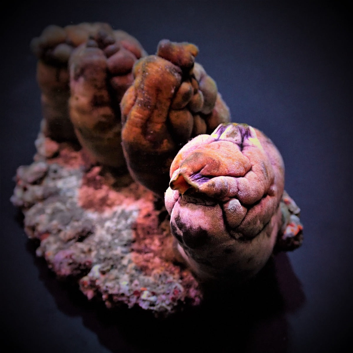 Polycarpa aurata