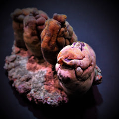 Polycarpa aurata