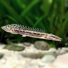 Polypterus lapradei   Kwastvinaal M