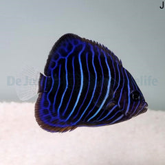 Pomacanthus annularis (Juvenile)