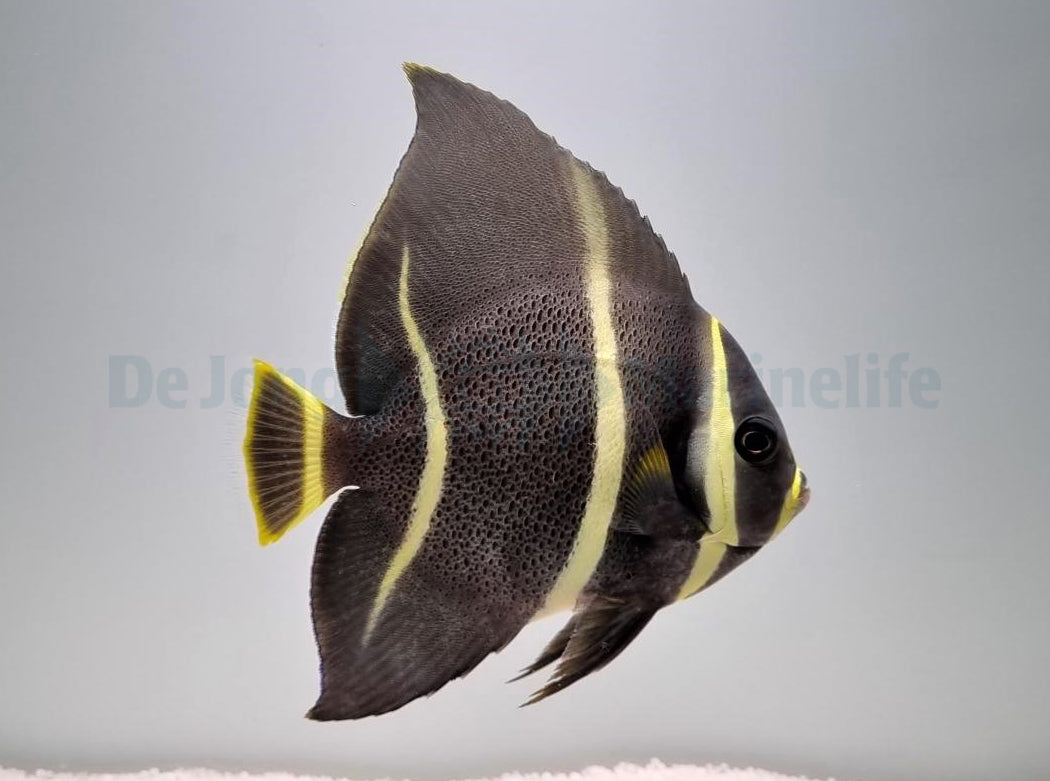 Pomacanthus arcuatus