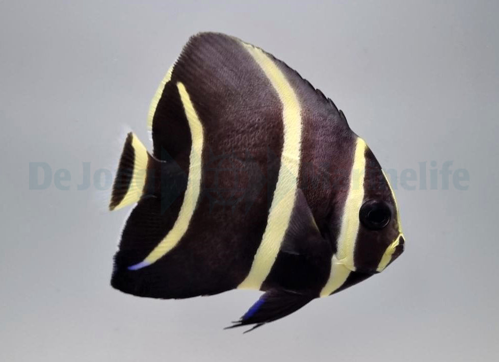 Pomacanthus arcuatus