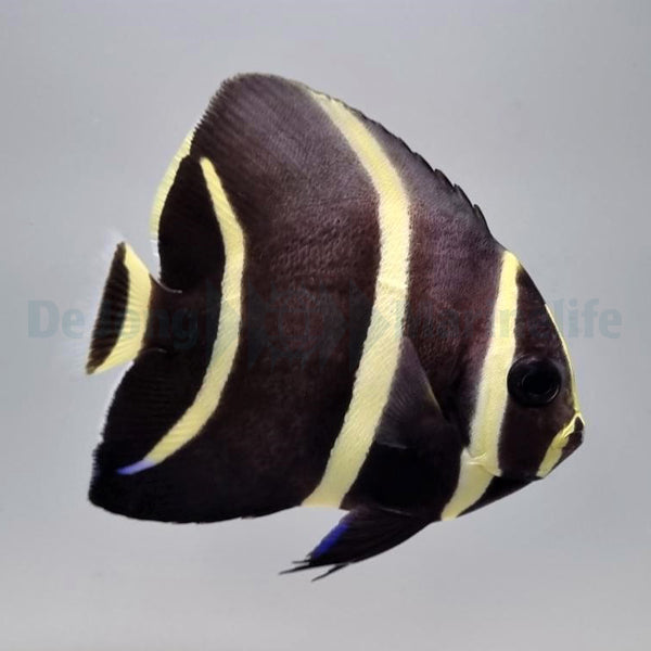Pomacanthus arcuatus