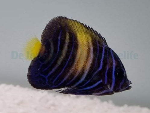 Pomacanthus asfur - T.B.