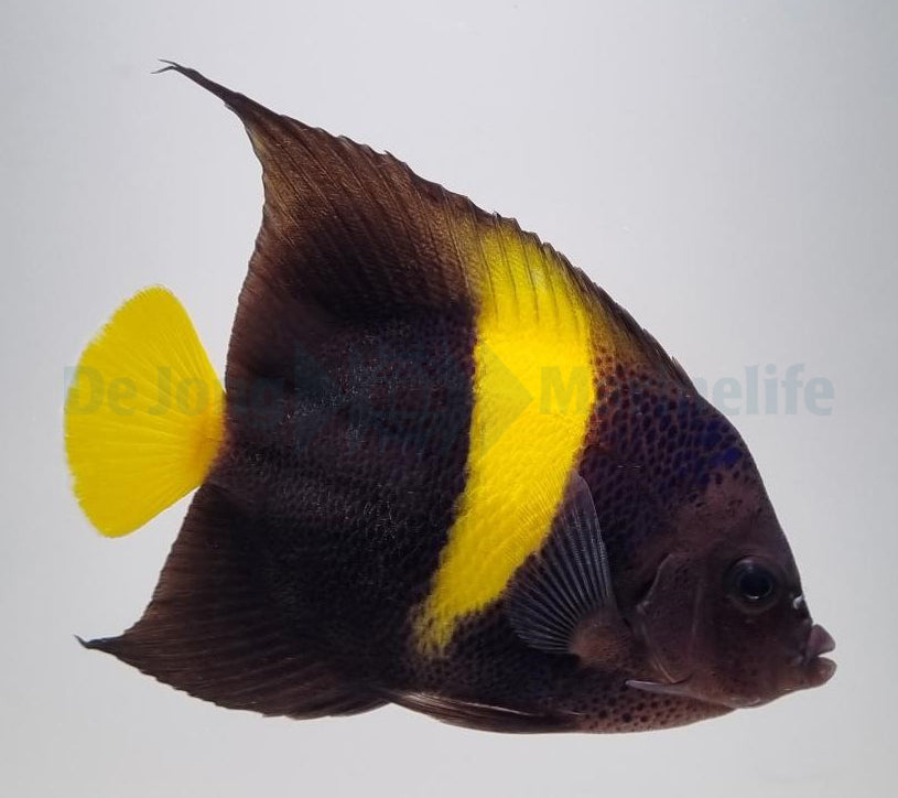 Pomacanthus asfur