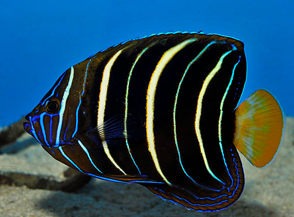 Pomacanthus chrysurus (Juvenile)
