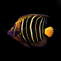 Pomacanthus chrysurus (Adult)