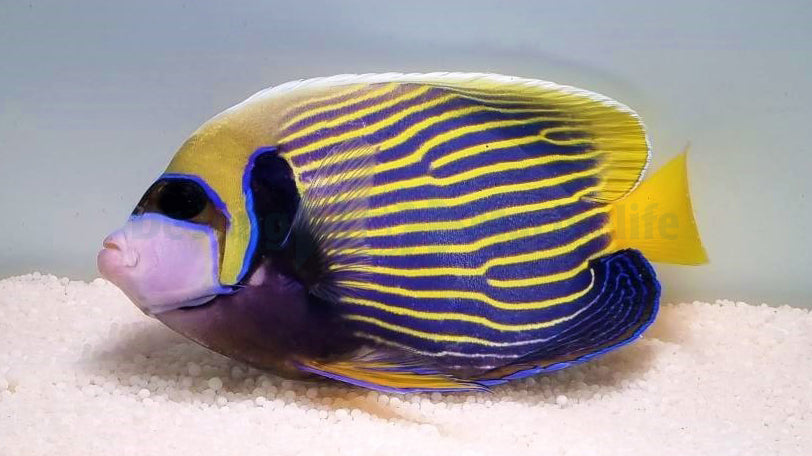 Pomacanthus imperator (Adult)
