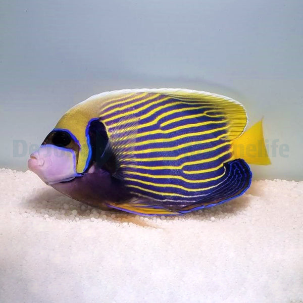 Pomacanthus imperator (Adult)