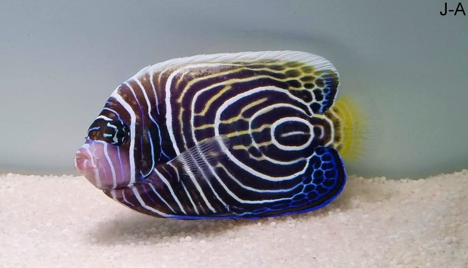 Pomacanthus imperator (Juvenile-Adult)
