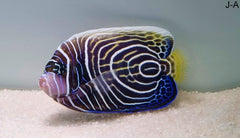 Pomacanthus imperator (Juvenile-Adult)