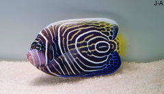 Pomacanthus imperator (Juvenile/Adult)
