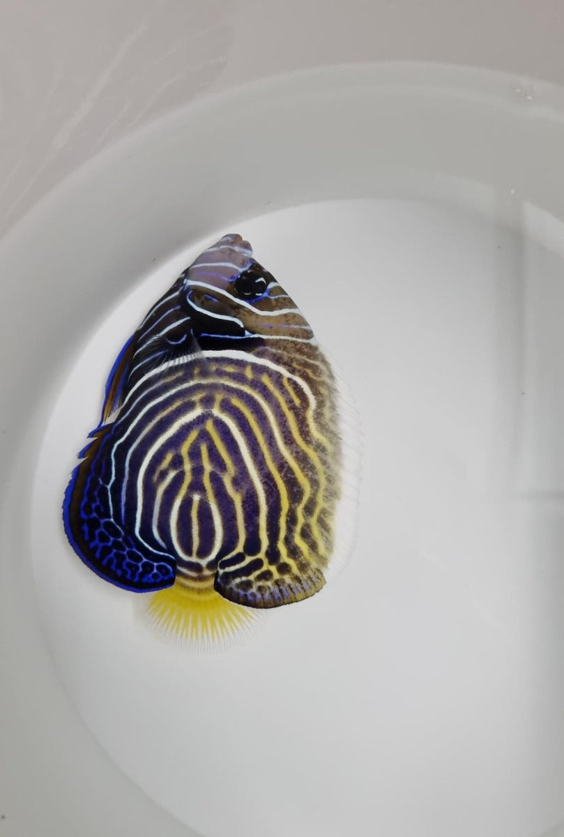 Pomacanthus imperator (Juvenile-Adult)
