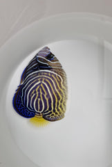 Pomacanthus imperator (Juvenile-Adult)