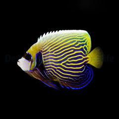 Pomacanthus imperator (Juvenile-Adult)