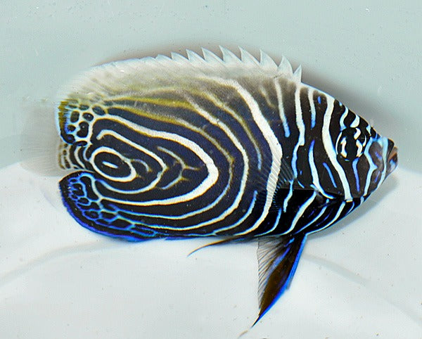 Pomacanthus imperator (Juvenile-Adult)