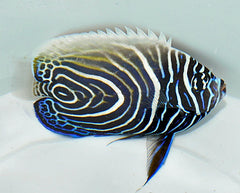 Pomacanthus imperator (Juvenile-Adult)