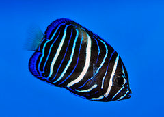 Pomacanthus maculosus