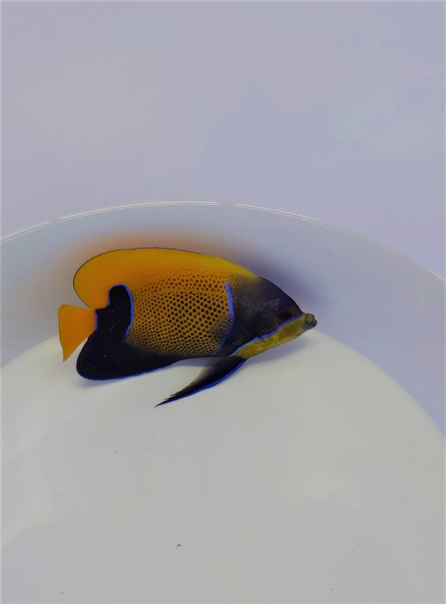 Pomacanthus navarchus (Adult)