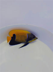 Pomacanthus navarchus (Adult)