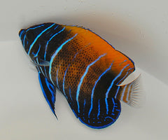 Pomacanthus navarchus (Juvenile-Adult)