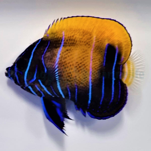 Pomacanthus navarchus (Juvenile/Adult)
