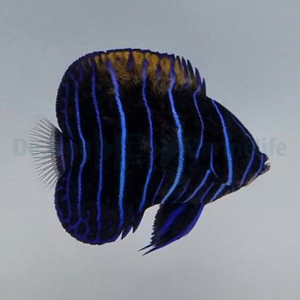 Pomacanthus navarchus (Juvenile)