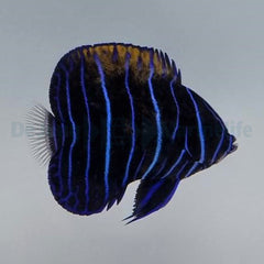 Pomacanthus navarchus (Juvenile)