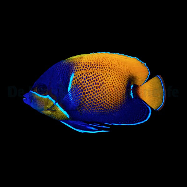 Pomacanthus navarchus - T.B.