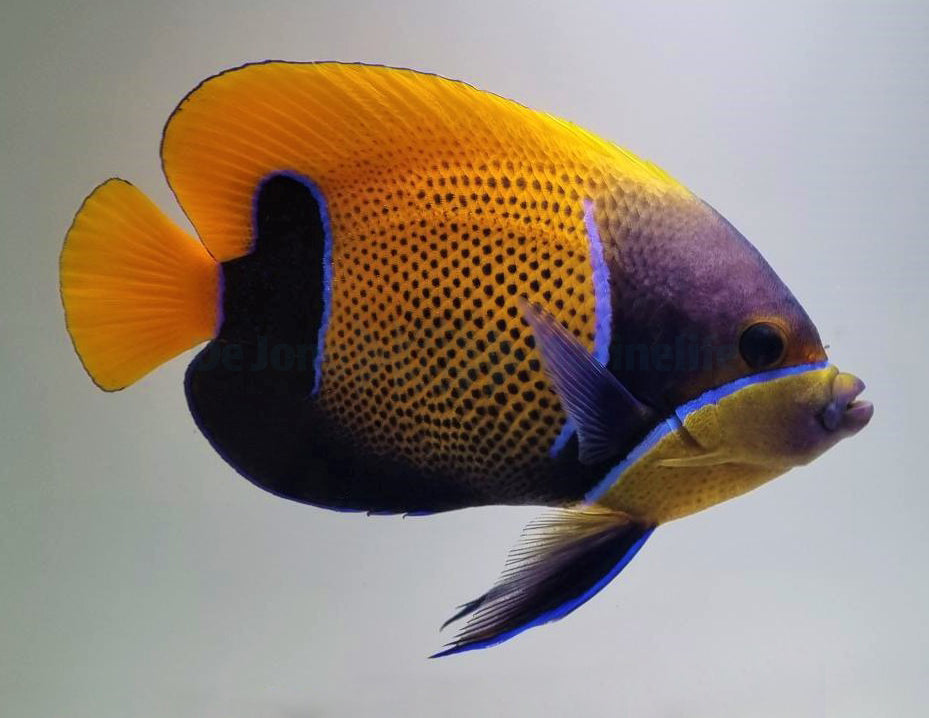 Pomacanthus navarchus (Adult)